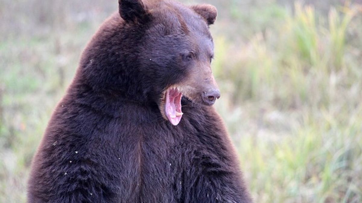 Dzieci nawet nie były w lesie. Mimo tego zostały zaatakowane przez agresywnego niedźwiedzia