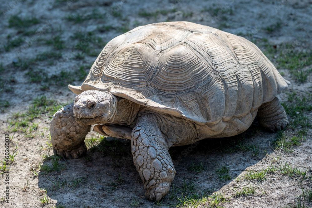 Żółw po gigancie. Żółw uciekinier wrócił po spacerze do właściciela w Lesznie