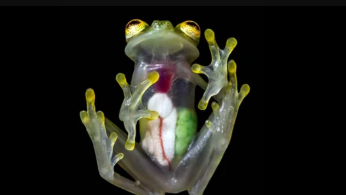 Hyalinobatrachium nouns