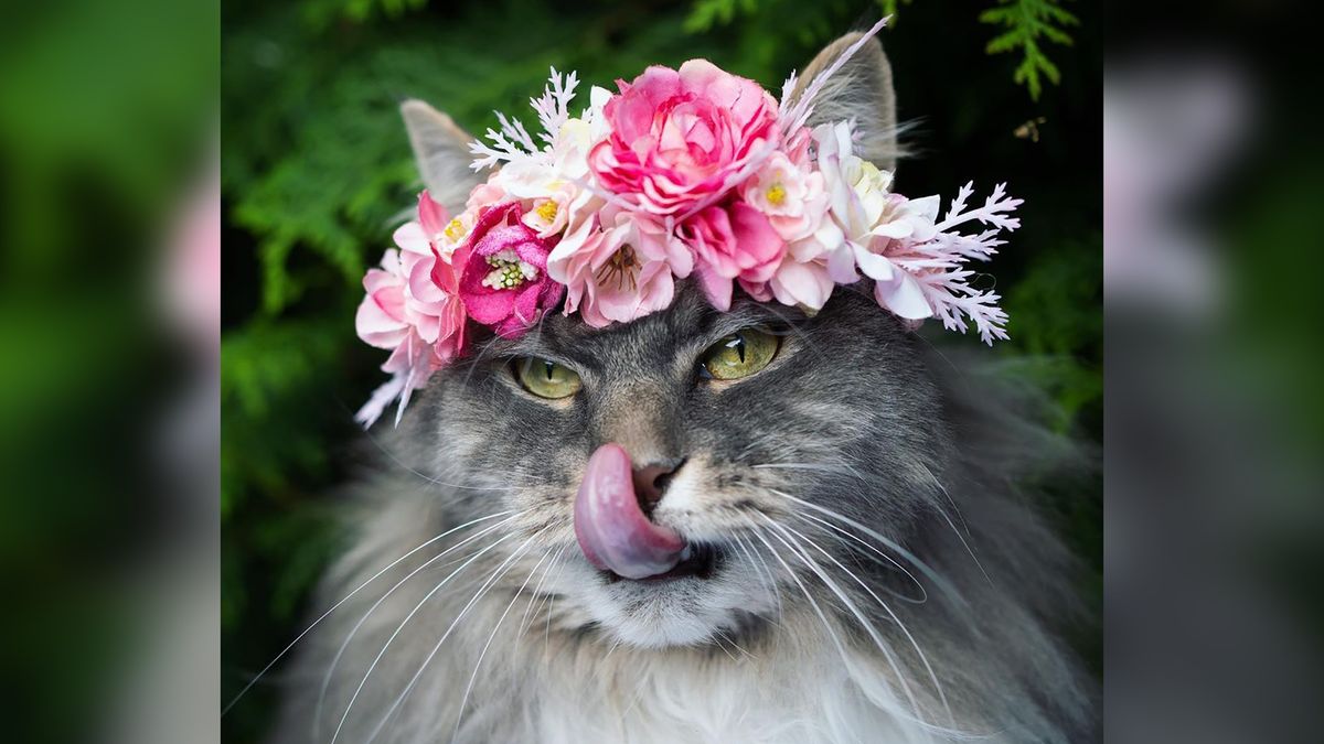 Nils Jacobi jest profesjonalnym "kotografem".