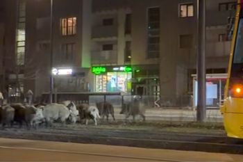 Dziki zablokowały przejazd tramwaju. Wszystko zostało nagrane