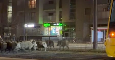 Dziki zablokowały przejazd tramwaju. Wszystko zostało nagrane