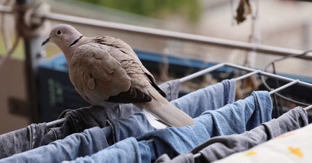 Balkon pełen ptasich odchodów? Wystarczy znać tani i prosty trik