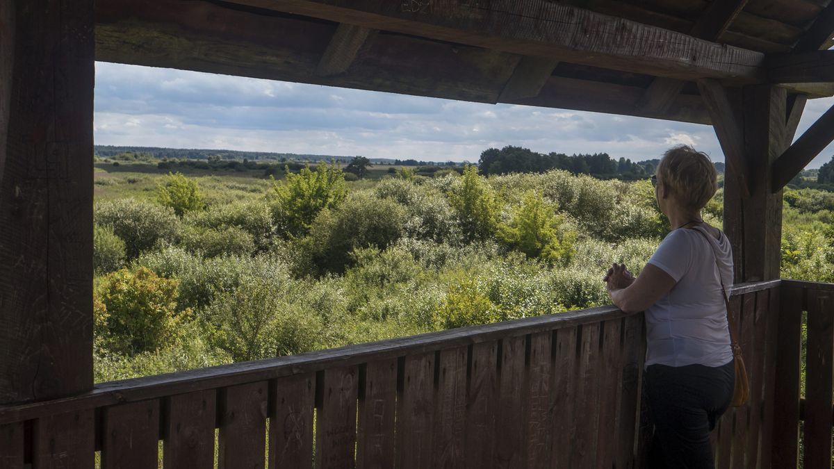 Wieża widokowa w Biebrzańskim Parku Narodowym