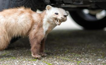 Rozbij przed domem. Żadna kuna nie zniesie tego zapachu
