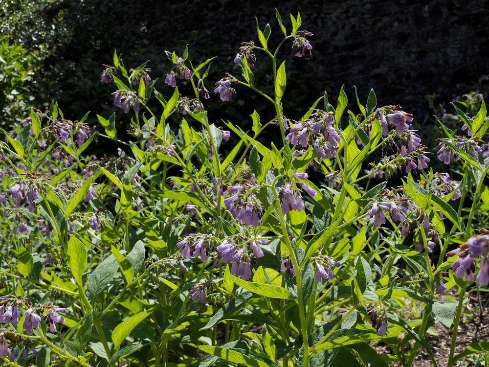 Herbata z żywokostu może być niebezpieczna dla wątroby