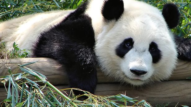 Przetestuj nowy interfejs YouTube'a. Co zmienia Kosmiczna Panda? [screeny] 1