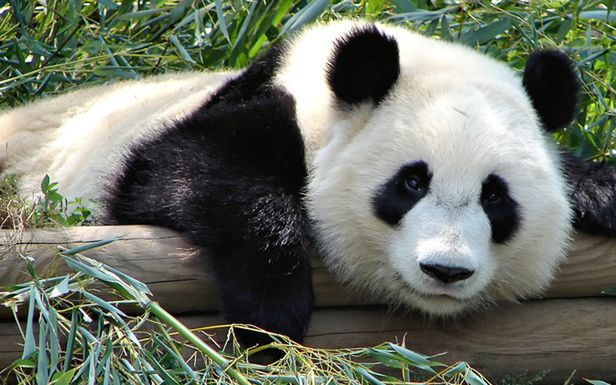 YouTube odnawia się pod znakiem pandy (Fot. Flickr/popofatticus/Lic. CC by)