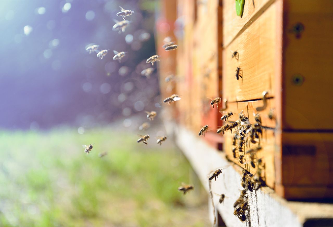 Zróbmy szum dla pszczół. #BeeFriendly – Rodzinna akcja z pszczołami w roli głównej
