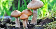 Jadalny czy trujący? Sprawdź, zanim pójdziesz na grzyby