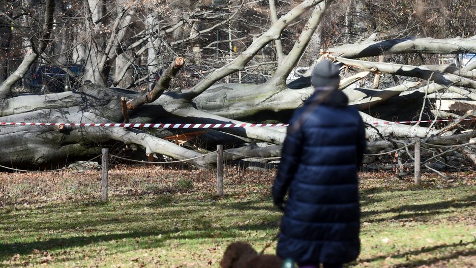 Wiatr powalił w Krakowie buk czerwonolistny, który był pomnikiem przyrody. W niedzielę również zawieje