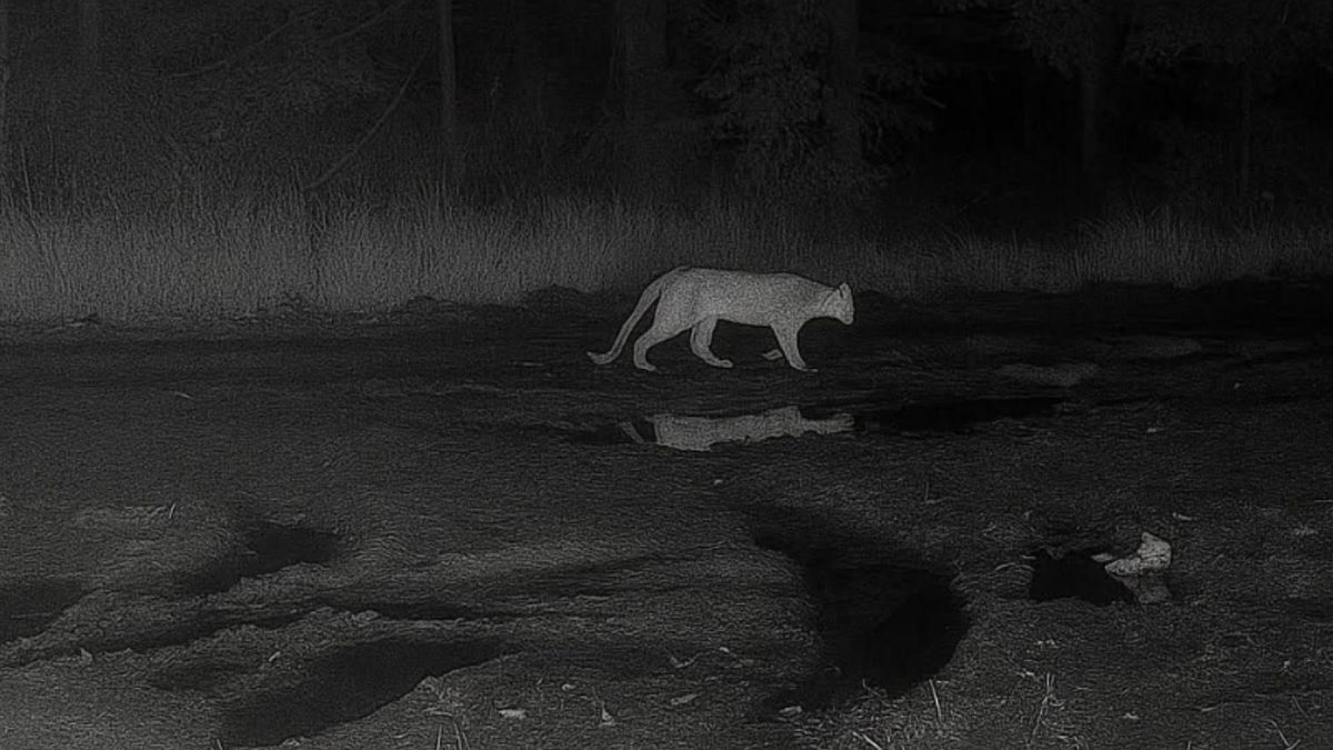 Puma w Polsce? Nadleśnictwo sprawdzi teren dronami