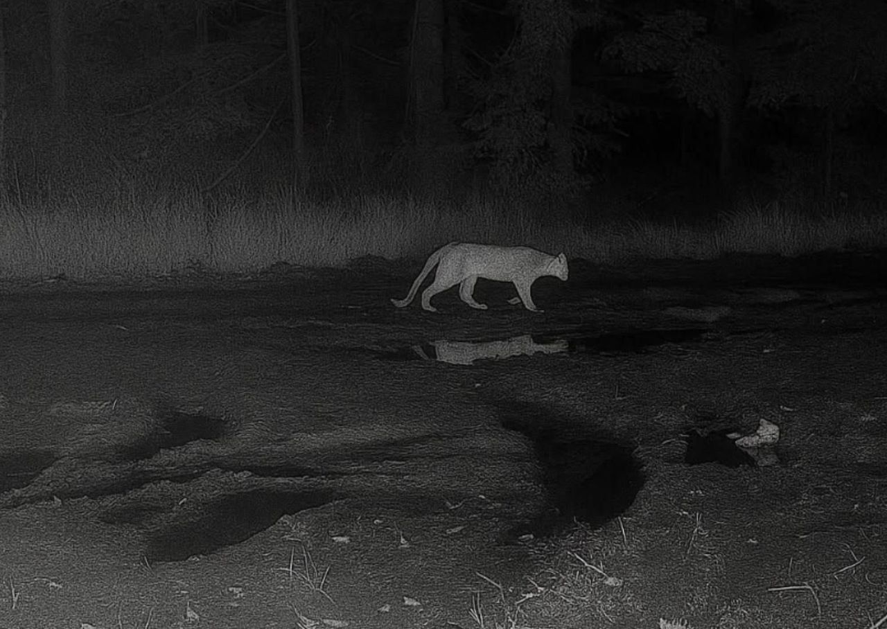 Puma w Polsce? Nadleśnictwo sprawdzi teren dronami