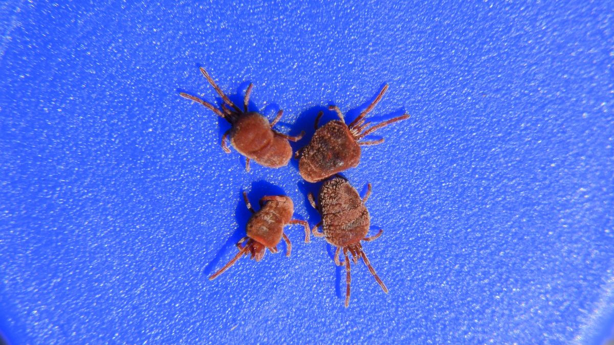Arthropod mites on a blue background. Close up macro Red velvetClose up macro Red velvet mite or Trombidiidae. Arthropod mites on a blue background.Leonid Eremeychukholosericeum, prostigmata, trombidiformes
