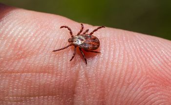 Posadź, gdzie się da. Działa jak "tarcza" przeciw kleszczom
