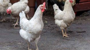 Setne ognisko grypy ptaków w Polsce w 2025 roku. Wirus HPAI nie odpuszcza