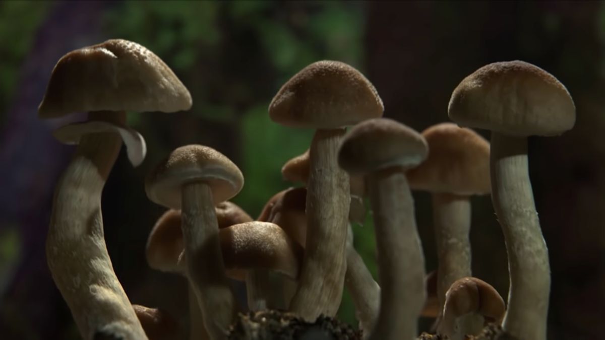 Ten dokument powstał na bazie 15 lat kręcenia filmów poklatkowych o… grzybach 1