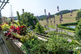 Zasadź w marcu. Groźny pajęczak ominie twój ogród i balkon