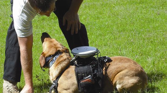 Chcecie zdalnie sterować swoim psem? 1