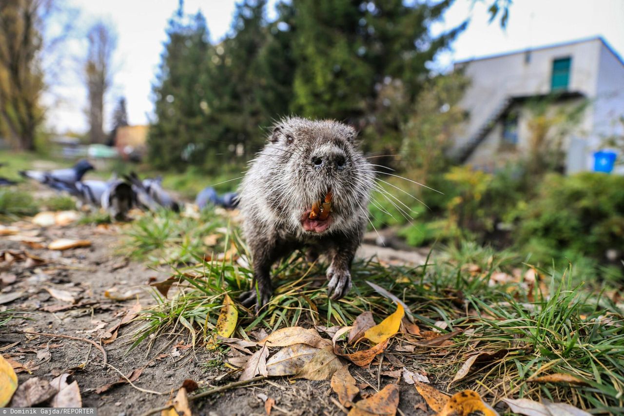 Dramat podczas spaceru. "Zwierzę rzuciło się na jej syna"