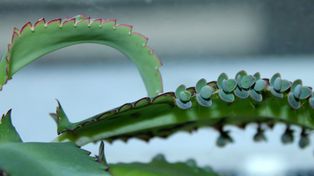 Słynna roślina z PRL wraca na parapety. Działa lepiej niż aloes