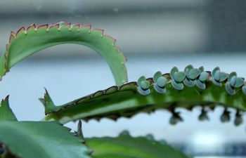 Słynna roślina z PRL wraca na parapety. Działa lepiej niż aloes