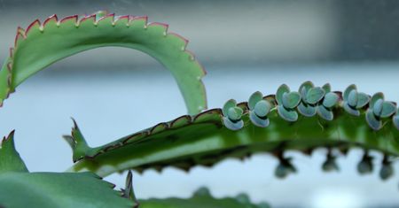 Słynna roślina z PRL wraca na parapety. Działa lepiej niż aloes
