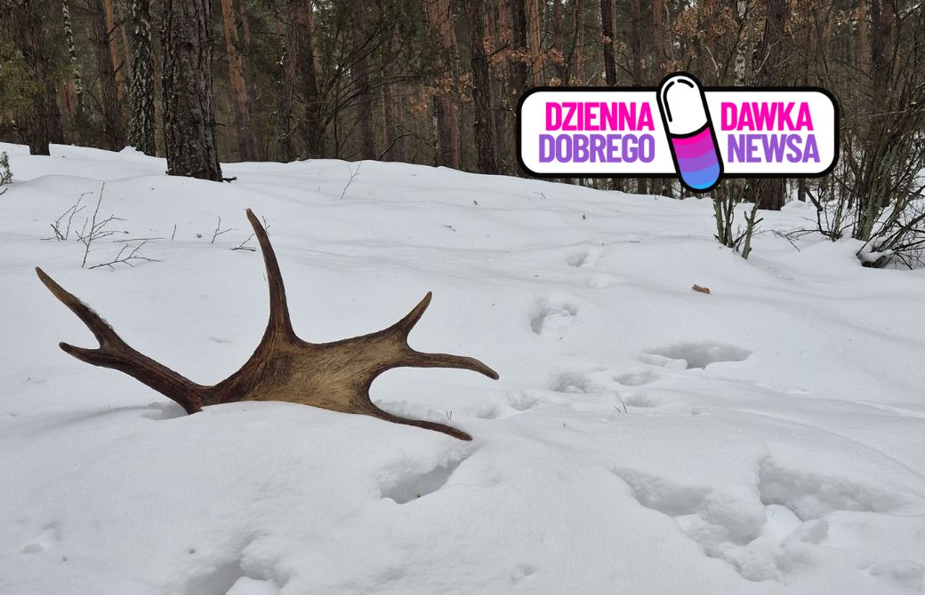 "Leśne złoto". Trwają poszukiwania w lasach