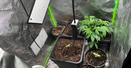 Plantacja marihuany w szafie – 16-latek i jego ojciec zatrzymani przez policję
