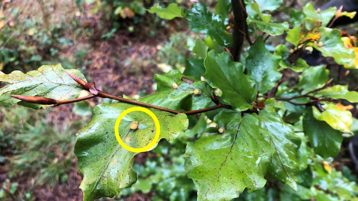 Leśnicy wytłumaczyli, czym są galasy na liściach buku 