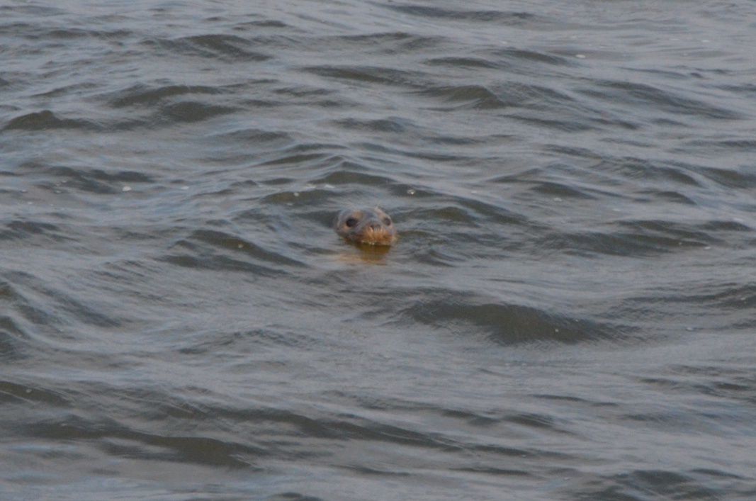 Foki żyjące w Zatoce Gdańskiej można podglądać z kutra rybackiego 