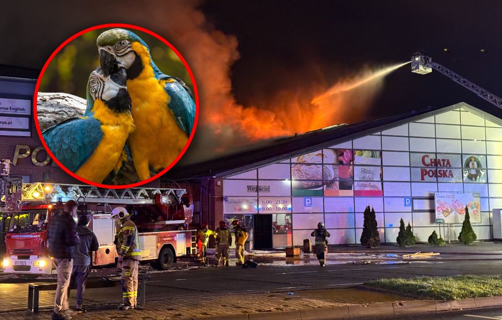 Burza po pożarze w Poznaniu. Miało zginąć 200 papug. Straż komentuje