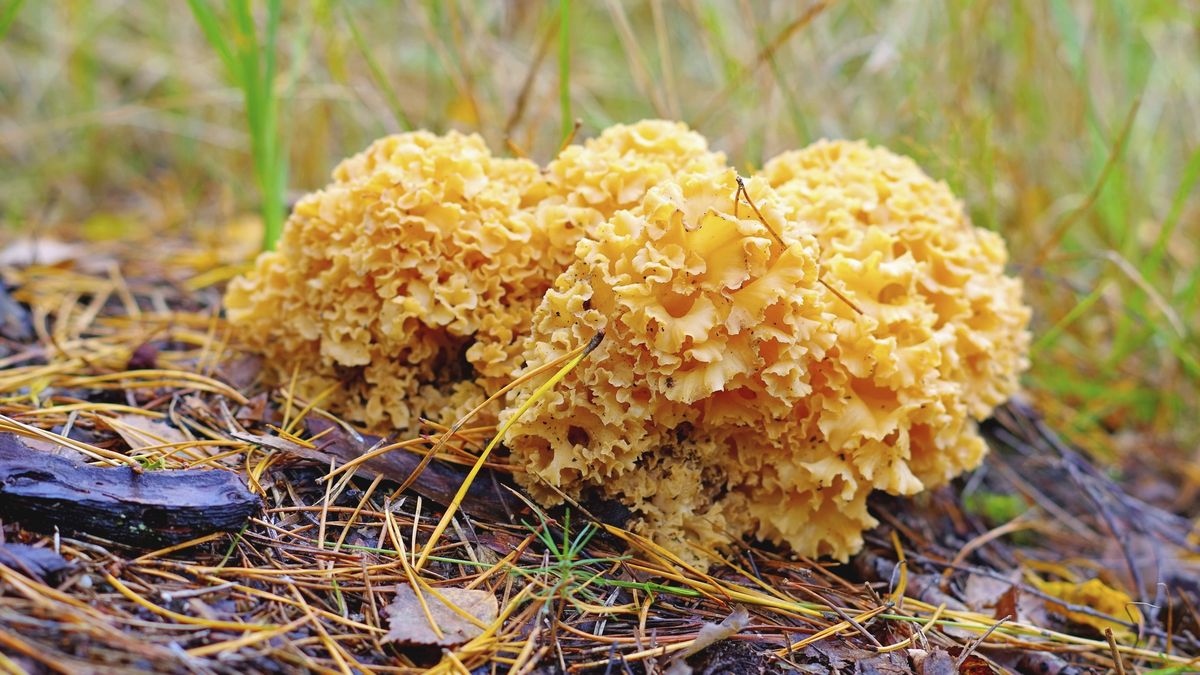 "Kalafior leśny"