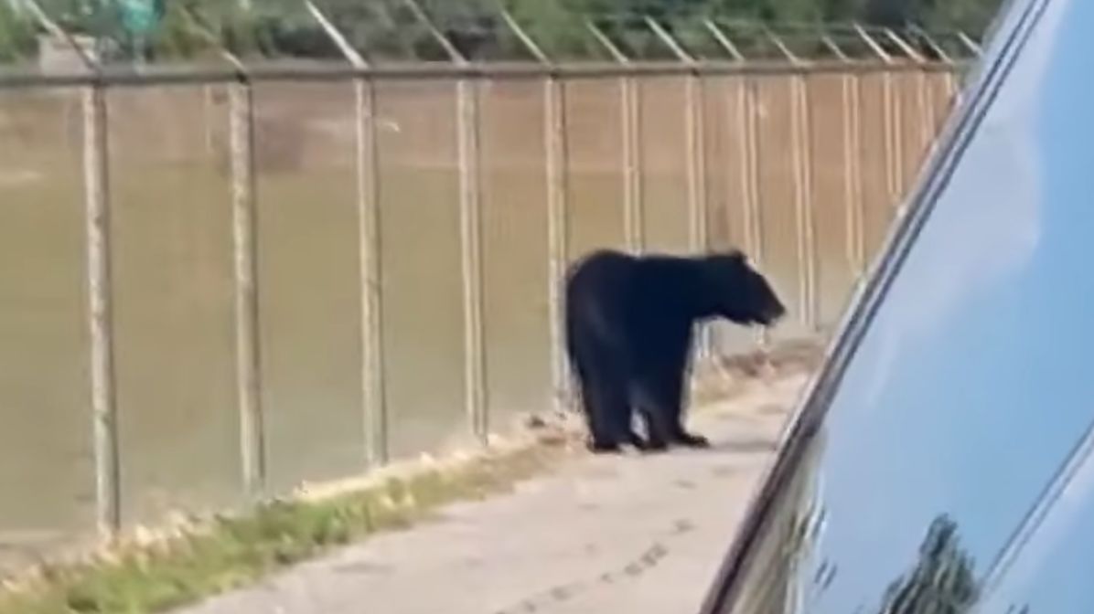 Niedźwiedź na lotnisku 