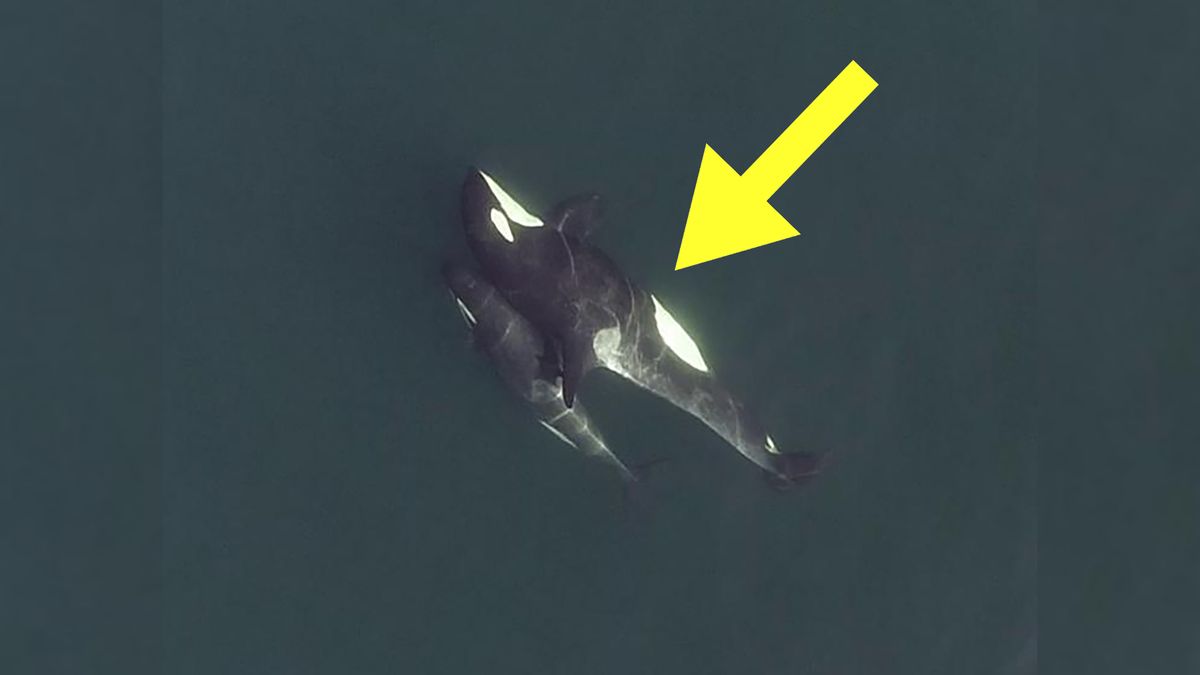 Orki pokazały piękne zachowanie. Udało się uchwycić je z drona 1