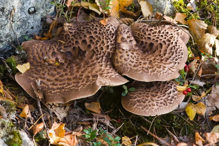 Ten gatunek wciąż jest mało znany