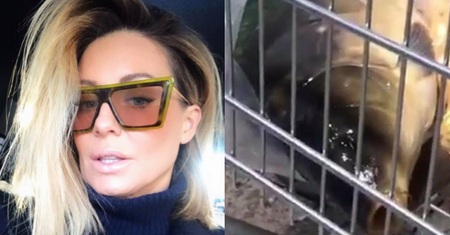 Małgorzata Rozenek występuje w obronie karpi: "Kolacja wigilijna związana jest z konaniem!"