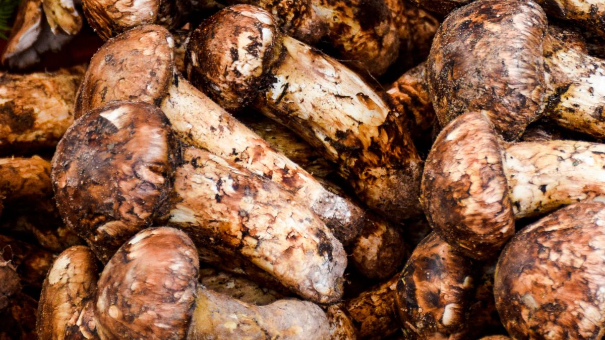 Gąska sosnowa występuje bardzo rzadko, uważa się ją za gatunek wymarły