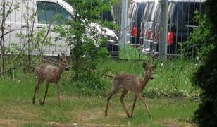 Warszawa. Kozły uwięzione na Mokotowie