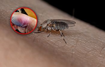 Latają w Polsce całymi chmarami. Ich ugryzienie może bardzo boleć