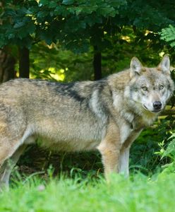 Mimo ochrony będą odstrzelone. Gmina dostała pozwolenie