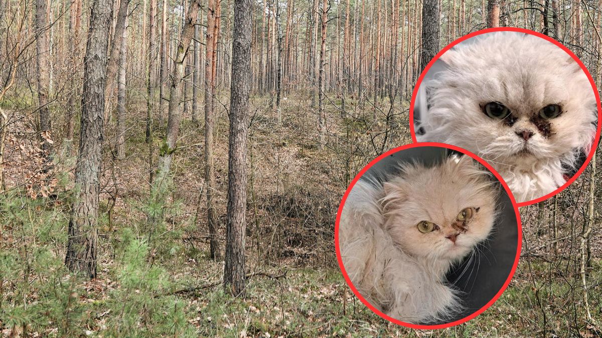 Prokuratura przyjęła zawiadomienie o nielegalnej hodowli kotów