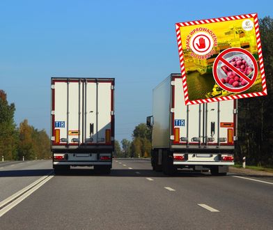 Zatrzymali 50 tys. kg truskawek z Egiptu. Dokonali odrażającego odkrycia