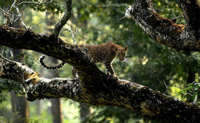 W kategorii młodzieżowej zwyciężył Nagarjun Ram zdjęciem leoparda spoglądającego na niego z drzewa, w Karantaka w Indiach.