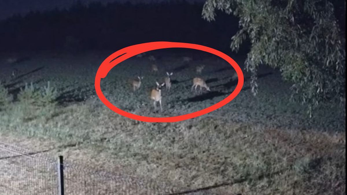 Rykowisko w pełni. Rudy Raciborskie pokazują piękno przyrody