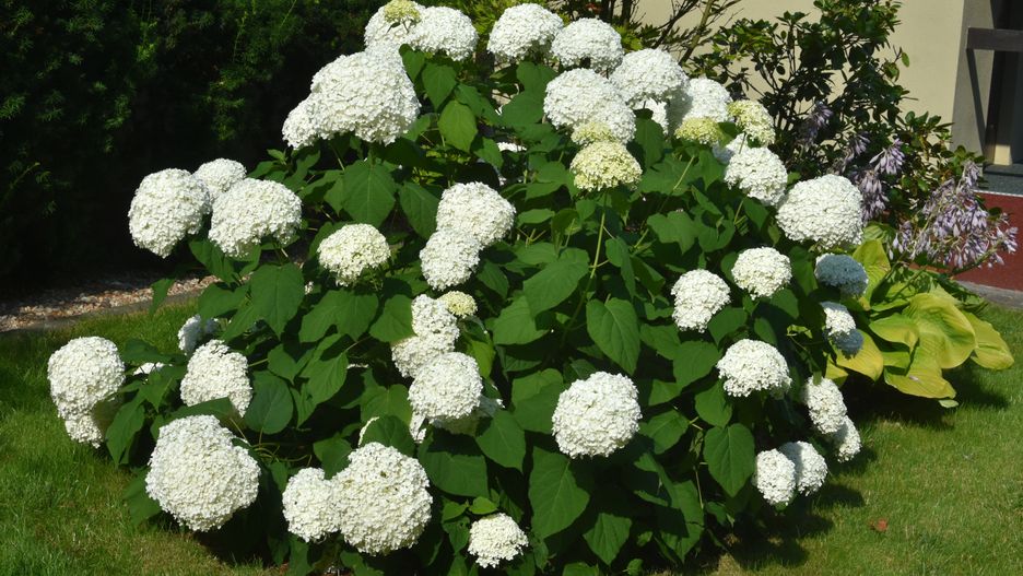 Hortensje
