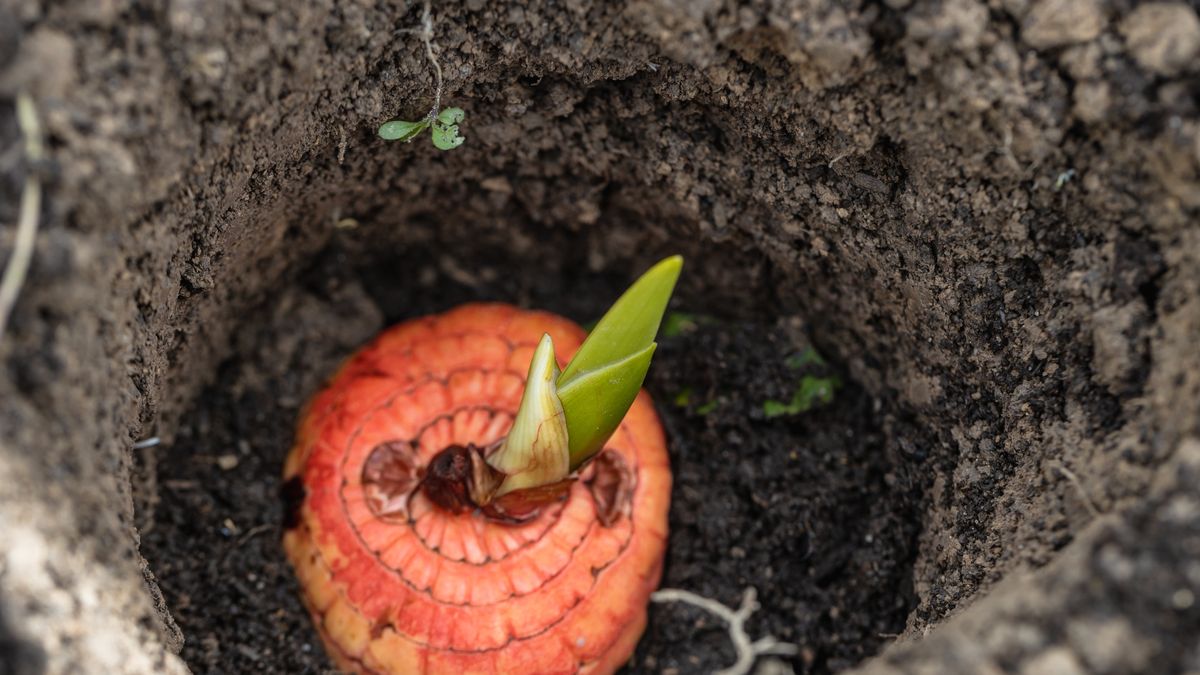Kiedy sadzić mieczyki?