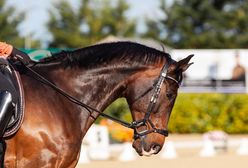 Koszmar w ośrodku jeździeckim. Koń zabity przez wózek widłowy