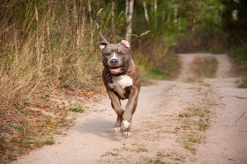 Amstaff zagryzł małego psa i pogryzł nastolatkę. Błagała o pomoc