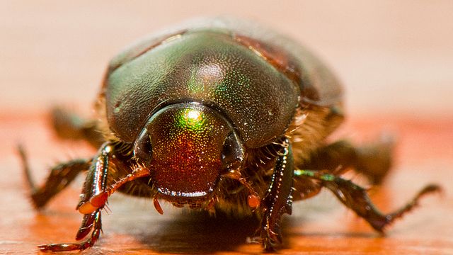 Zdalnie sterowany owad z generatorem prądu. Zobacz, nad czym pracuje DARPA 1